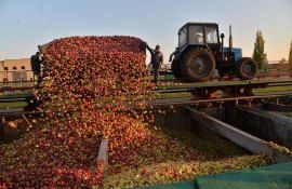 O mare parte din merele moldovenești depozitate vor ajunge la procesare