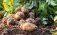 Выращивание картофеля в Украине - AgroExpert.md
