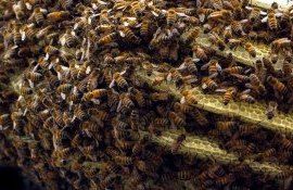 Ion Maxim: ”Albinele pot să moară nu de frig, ci de foame, dacă vor fi departe de hrană”