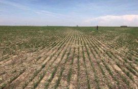 Посевы озимой пшеницы в США - AgroExpert.md