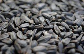 Закупка семян подсолнечника в Украине - AgroExpert.md