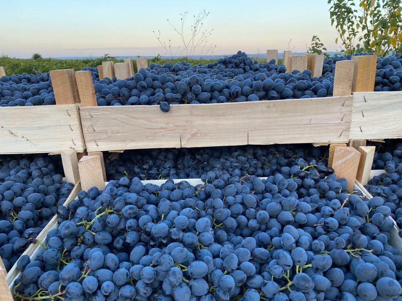Цена на виноград Молдова - AgroExpert.md