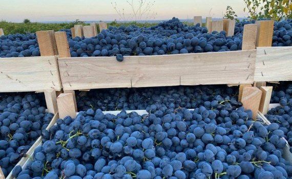 Цена на виноград Молдова - AgroExpert.md