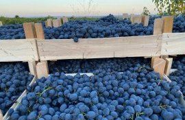 Цена на виноград Молдова - AgroExpert.md