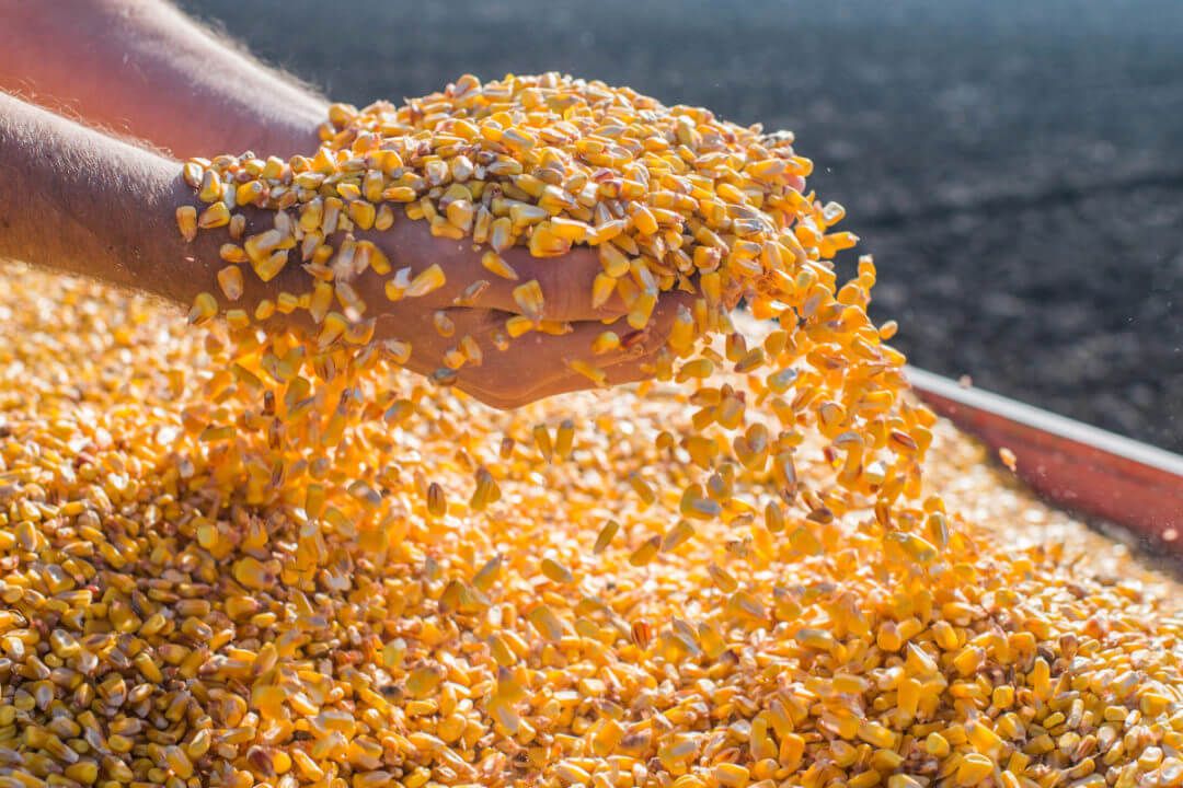 Экспорт кукурузы из Украины - AgroExpert.md
