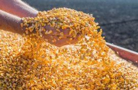 Экспорт кукурузы из Украины - AgroExpert.md