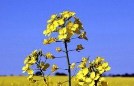 Урожайность рапса в Европе - AgroExpert.md