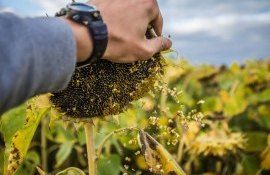 Переработка подсолнечника в России - AgroExpert.md