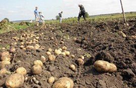 Площади под картофель в Молдове - AgroExpert.md