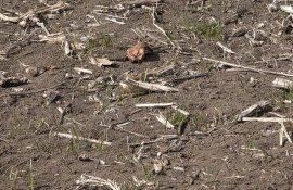 griul-afectat-de-ger- AgroExpert.md