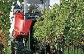 Виноделие в Швейцарии - AgroExpert.md