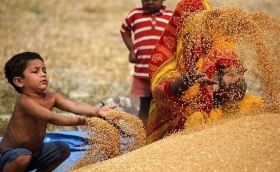 Экспорт пшеницы из Индии - AgroExpert.md