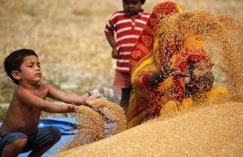 Экспорт пшеницы из Индии - AgroExpert.md