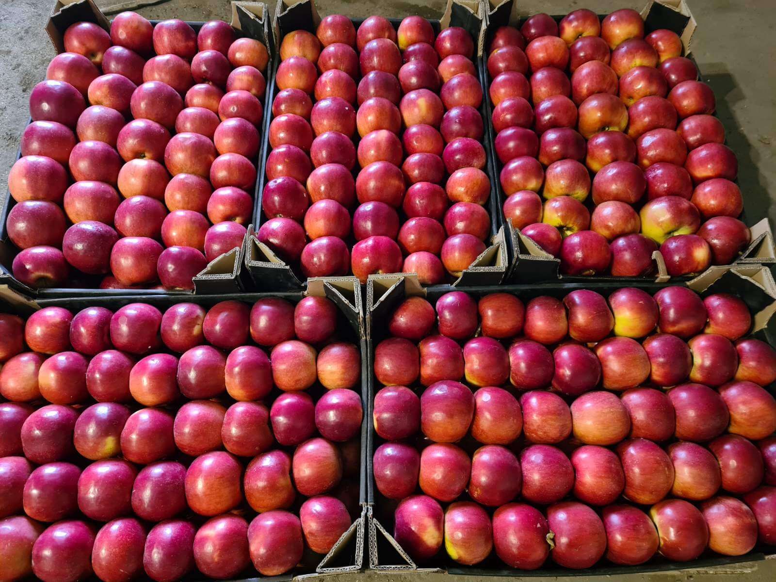 mere-pentru-export-in-Egipt- AgroExpert.md