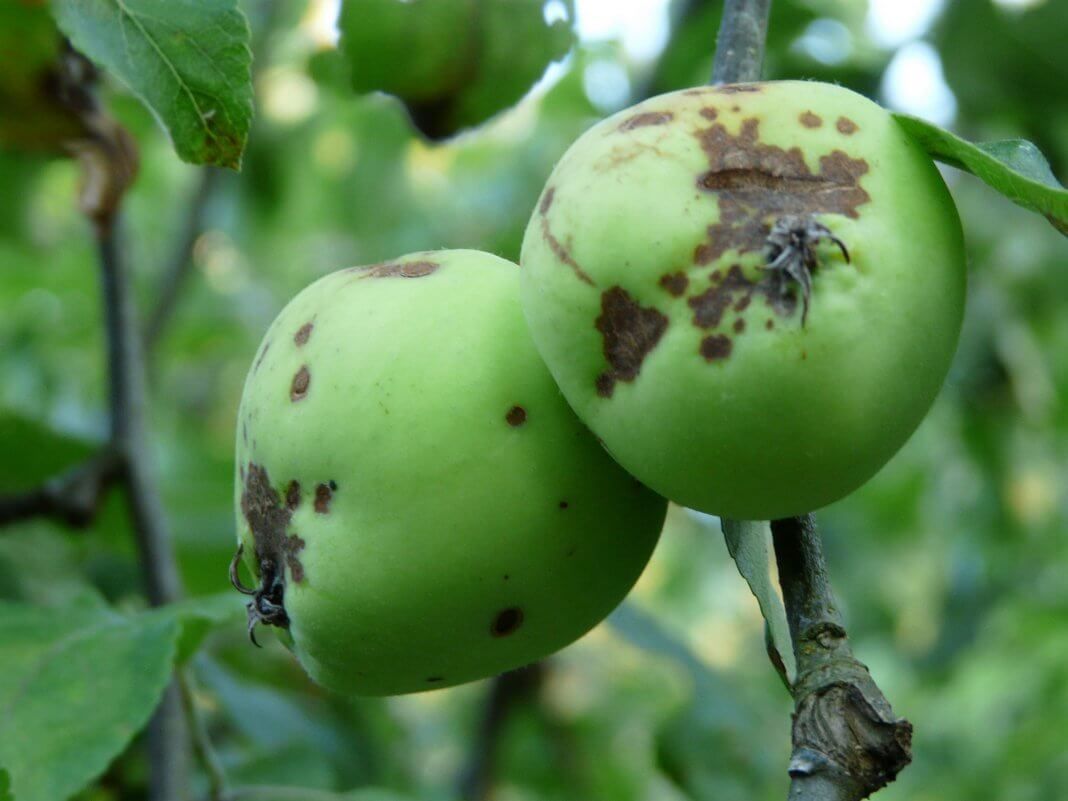 Обработка яблонь весной: опрыскивание от вредителей и болезней