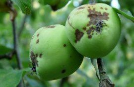 Обработка яблони от парши и мучнистой росы - AgroExpert.md