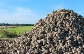 Цена на сахар в России - AgroExpert.md