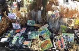 Ярмарка посадочного материала - AgroExpert.md