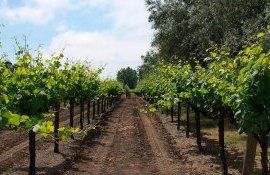 Виноградники Кубани - AgroExpert.md