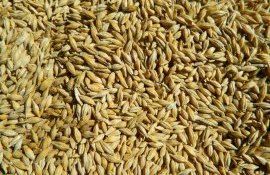 Цена на ячмень в Украине - AgroExpert.md