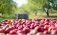 Экспорт яблок в Россию - AgroExpert.md