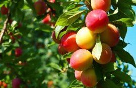 Молдавские садоводы - AgroExpert.md