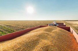 Цена на кукурузу в Украине - AgroExpert.md