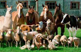 Животноводство в Евросоюзе - AgroExpert.md