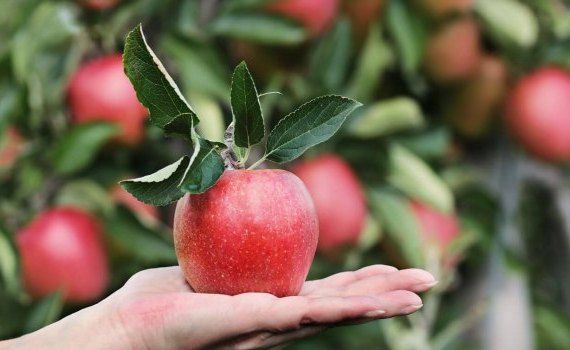 Экспорт молдавских яблок - AgroExpert.md