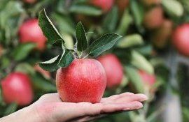 Экспорт молдавских яблок - AgroExpert.md