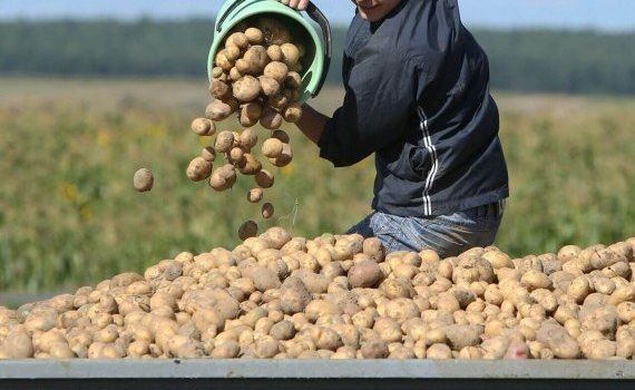 Себестоимость выращивания картофеля - AgroExpert.md