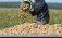 Себестоимость выращивания картофеля - AgroExpert.md