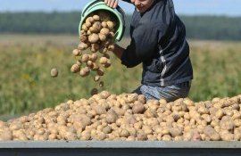 Себестоимость выращивания картофеля - AgroExpert.md