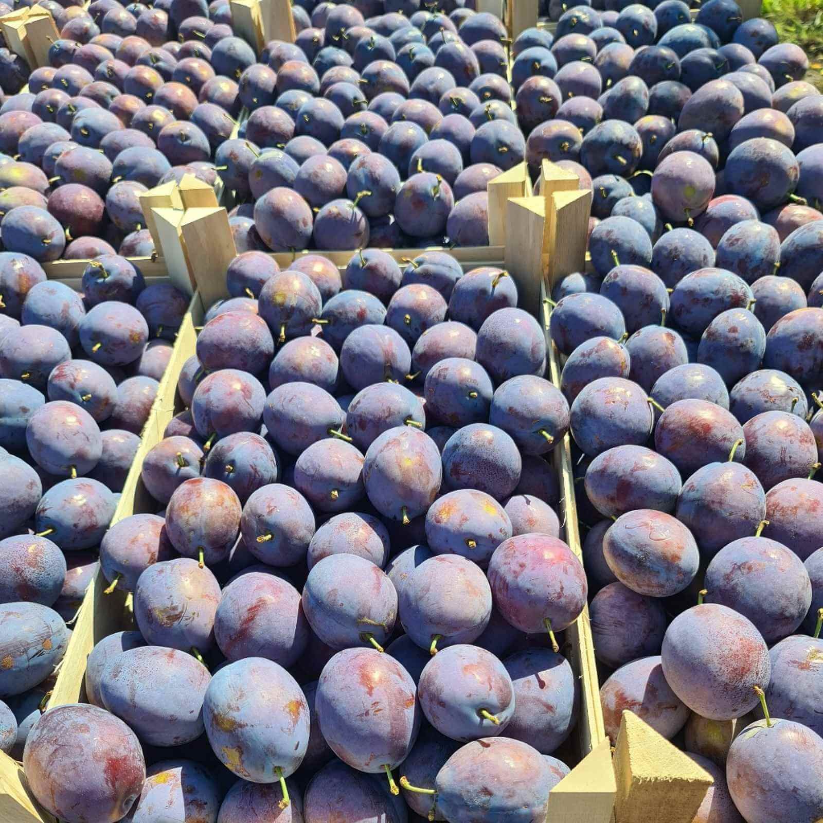 cote de fructe in UE- AgroExpert.md