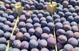 cote de fructe in UE- AgroExpert.md