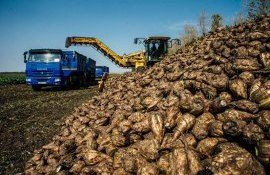 Производство сахара в России - AgroExpert.md