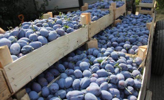 Экспорт фруктов из Молдовы - AgroExpert.md
