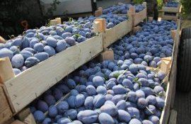 Экспорт фруктов из Молдовы - AgroExpert.md