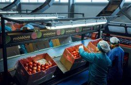 Экспорт яблок в Румынию - AgroExpert.md