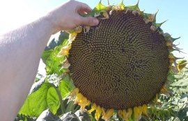 Экспорт подсолнечника из России - AgroExpert.md