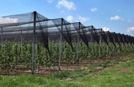 Субсидии для сельского хозяйства в Молдове - AgroExpert.md