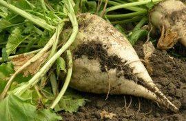 Защита посевов сахарной свеклы - AgroExpert.md