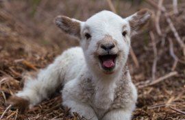 Miel sugar- AgroExpert.md