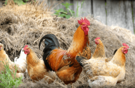 Pasari in gospodarii - AgroExpert.md