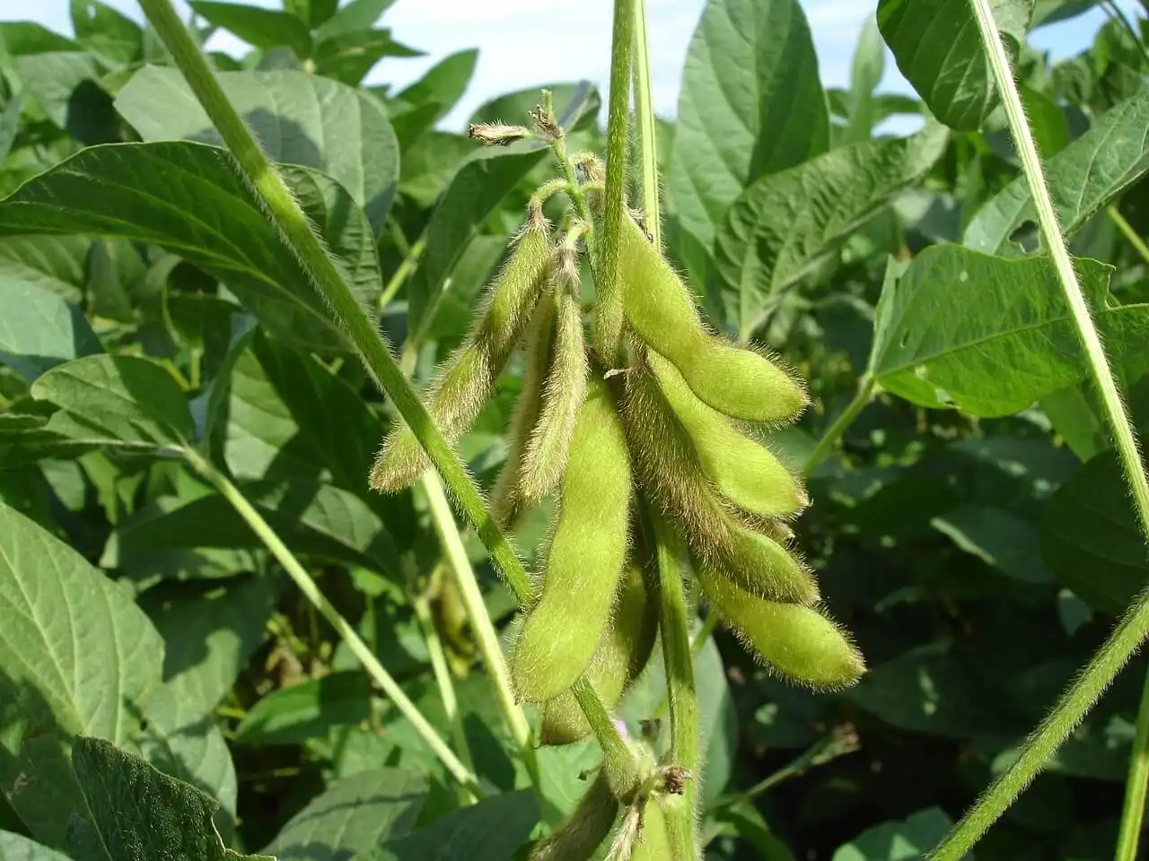 Practici alternative de fertilizare a solului și combatere a buruienilor, recomandate de Institutul ”Selecția”