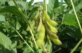 Cultivarea culturii de soia - AgroExpert.md