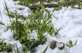 Inghet primavara - AgroExpert.md