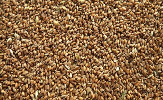 Падение цен на пшеницу в России - AgroExpert.md
