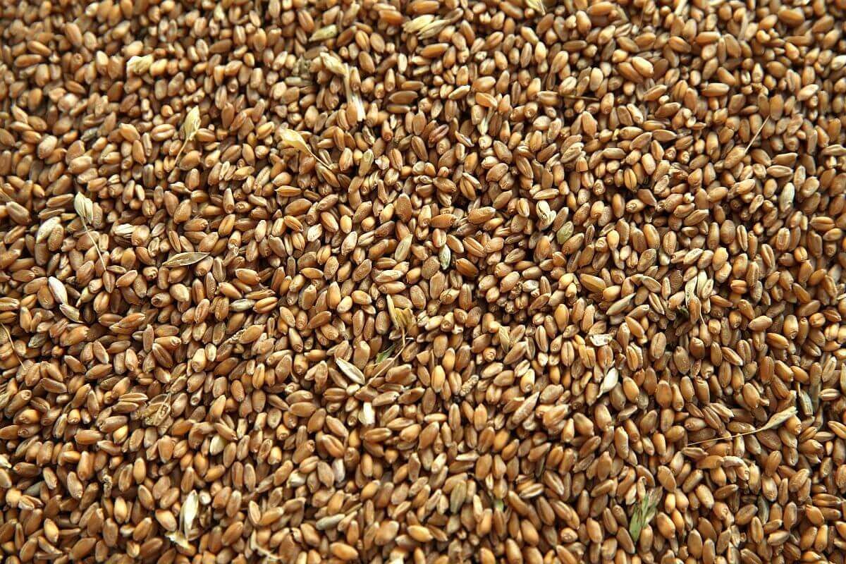 Падение цен на пшеницу в России - AgroExpert.md