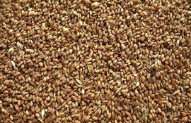 Падение цен на пшеницу в России - AgroExpert.md